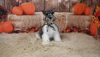 AKC Salt & Pepper Parti | Houston, a male Miniature Schnauzer for sale in Antlers, OK – 3 of 7