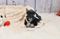 AKC Salt & Pepper | Bella, a female Miniature Schnauzer for sale in Antlers, OK – 3 of 5