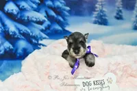AKC Miss Mercedes, a female Miniature Schnauzer for sale in Antlers, OK – Photo 4 of 8