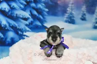 AKC Miss Mercedes, a female Miniature Schnauzer for sale in Antlers, OK – Photo 3 of 8