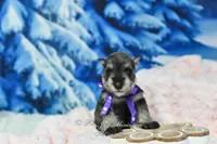AKC Miss Mercedes, a female Miniature Schnauzer for sale in Antlers, OK – Photo 2 of 8