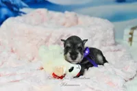 AKC Miss Mercedes, a female Miniature Schnauzer for sale in Antlers, OK – Photo 8 of 8