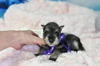 AKC Miss Mercedes, a female Miniature Schnauzer for sale in Antlers, OK – Photo 6 of 8