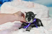 AKC Miss Mercedes, a female Miniature Schnauzer for sale in Antlers, OK – Photo 5 of 8