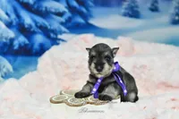 AKC Miss Mercedes, a female Miniature Schnauzer for sale in Antlers, OK – Photo 1 of 8