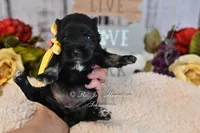 AKC Black & Silver Mini Schnauzer | Abby, a female Miniature Schnauzer for sale in Antlers, OK – 5 of 5