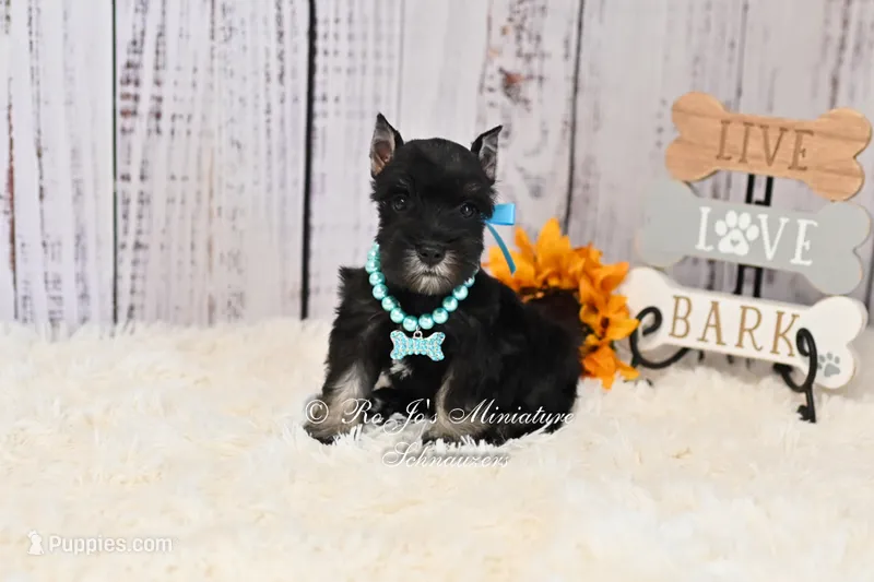 AKC Black & Silver| Abby – Miniature Schnauzer puppy for sale in Antlers, OK