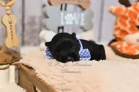 AKC Black & Silver Mini Schnauzer | Cole, a male Miniature Schnauzer for sale in Antlers, OK – 7 of 7