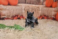 AKC Salt & Pepper | Maximus, a male Miniature Schnauzer for sale in Antlers, OK – 5 of 8