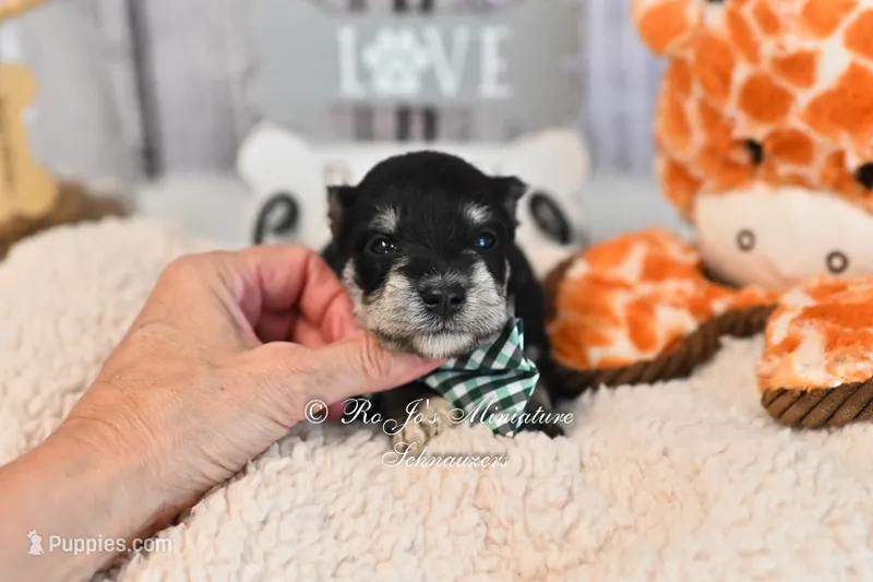 AKC Black & Silver Phantom | Tux – Miniature Schnauzer puppy for sale in Antlers, OK