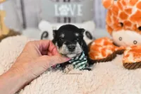 AKC Black & Silver Phantom | Tux, a male Miniature Schnauzer for sale in Antlers, OK – 1 of 7