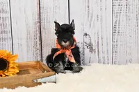 AKC Black & Silver | Ryker, a male Miniature Schnauzer for sale in Antlers, OK – 2 of 6