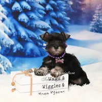 AKC | Lil Miss Annie, a female Miniature Schnauzer for sale in Antlers, OK – Photo 1 of 5