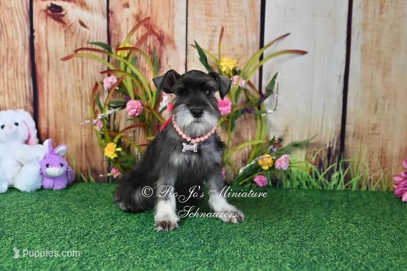 AKC | Lil Miss Annie – Miniature Schnauzer puppy for sale in Antlers, OK
