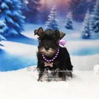 AKC | Lil Miss Annie, a female Miniature Schnauzer for sale in Antlers, OK – Photo 4 of 5