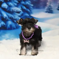 AKC | Lil Miss Annie, a female Miniature Schnauzer for sale in Antlers, OK – Photo 3 of 5