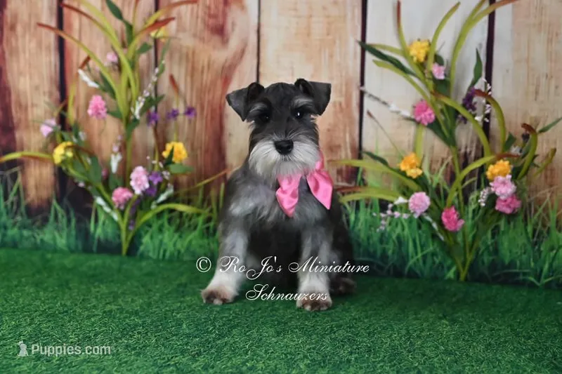 AKC | Lil Miss Annie – Miniature Schnauzer puppy for sale in Antlers, OK