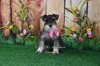AKC | Lil Miss Annie, a female Miniature Schnauzer for sale in Antlers, OK – 1 of 3