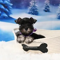AKC | Lil Miss Annie, a female Miniature Schnauzer for sale in Antlers, OK – Photo 2 of 5