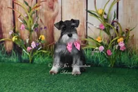 AKC | Lil Miss Annie, a female Miniature Schnauzer for sale in Antlers, OK – 2 of 3