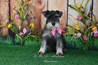 AKC | Lil Miss Annie, a female Miniature Schnauzer for sale in Antlers, OK – 3 of 3