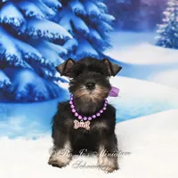 AKC | Lil Miss Annie, a female Miniature Schnauzer for sale in Antlers, OK – Photo 5 of 5