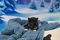 AKC Lil Rhett, a male Miniature Schnauzer for sale in Antlers, OK – Photo 6 of 7