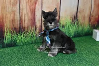 AKC Lil Rhett, a male Miniature Schnauzer for sale in Antlers, OK – 5 of 7