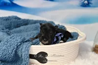 AKC Lil Rhett, a male Miniature Schnauzer for sale in Antlers, OK – Photo 4 of 7