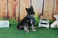 AKC Lil Rhett, a male Miniature Schnauzer for sale in Antlers, OK – 3 of 7