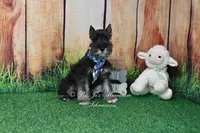 AKC Lil Rhett, a male Miniature Schnauzer for sale in Antlers, OK – 6 of 7