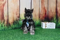 AKC Lil Rhett, a male Miniature Schnauzer for sale in Antlers, OK – 2 of 7