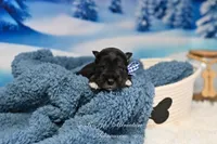 AKC Lil Rhett, a male Miniature Schnauzer for sale in Antlers, OK – Photo 5 of 7