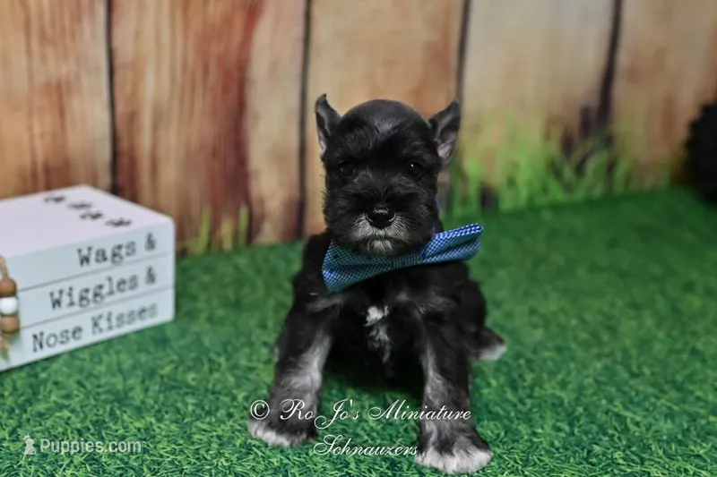 AKC Lil Rhett – Miniature Schnauzer puppy for sale in Antlers, OK