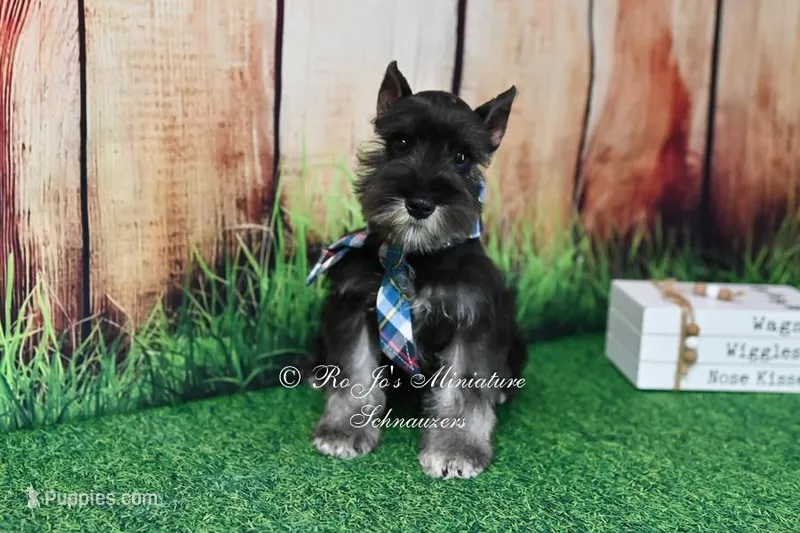 AKC Lil Rhett – Miniature Schnauzer puppy for sale in Antlers, OK