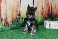 AKC Lil Rhett, a male Miniature Schnauzer for sale in Antlers, OK – 1 of 7