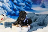 AKC Lil Rhett, a male Miniature Schnauzer for sale in Antlers, OK – Photo 2 of 7