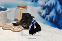 AKC Lil Rhett, a male Miniature Schnauzer for sale in Antlers, OK – Photo 3 of 7