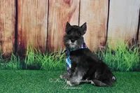 AKC Lil Rhett, a male Miniature Schnauzer for sale in Antlers, OK – 4 of 7