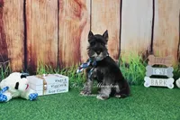 AKC Lil Rhett, a male Miniature Schnauzer for sale in Antlers, OK – 7 of 7