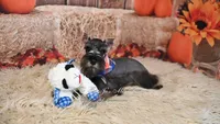 AKC Salt & Pepper | Dallas, a male Miniature Schnauzer for sale in Antlers, OK – 4 of 7