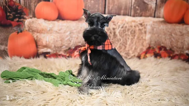 AKC Handsome Lil Stetson – Miniature Schnauzer puppy for sale in Antlers, OK