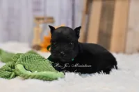 AKC Black Mini Schnauzer Boy, a male Miniature Schnauzer for sale in Antlers, OK – 4 of 8