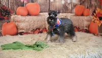 AKC Salt & Pepper | Dallas, a male Miniature Schnauzer for sale in Antlers, OK – 7 of 7