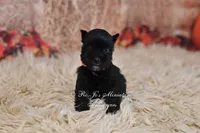 AKC Handsome Lil Ace, a male Miniature Schnauzer for sale in Antlers, OK – 5 of 6
