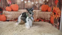 AKC Salt & Pepper Parti | Houston, a male Miniature Schnauzer for sale in Antlers, OK – 7 of 7
