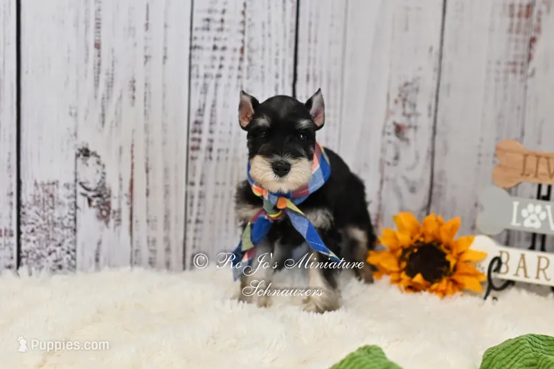 AKC Black & Silver Phantom | Tux – Miniature Schnauzer puppy for sale in Antlers, OK