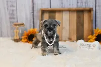 AKC Salt & Pepper | Sydney, a female Miniature Schnauzer for sale in Antlers, OK – 3 of 6