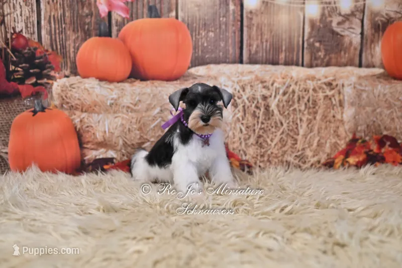 AKC Lil Miss Emmie – Miniature Schnauzer puppy for sale in Antlers, OK