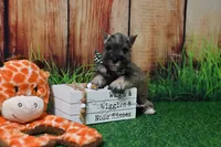 AKC Salt & Pepper Boy, a male Miniature Schnauzer for sale in Antlers, OK – 4 of 8